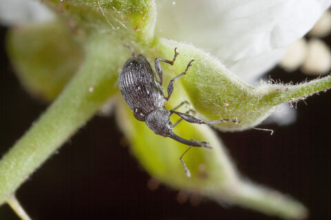 Против долгоносика на клубнике – то что нужно: 2 пшика на куст – и жук испарился, будто его и не было