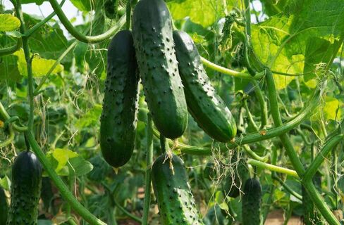 Огурцы сразу в грунт не сею: Семена кладу в "улитку" - И урожай в сезон выношу огромными вёдрами