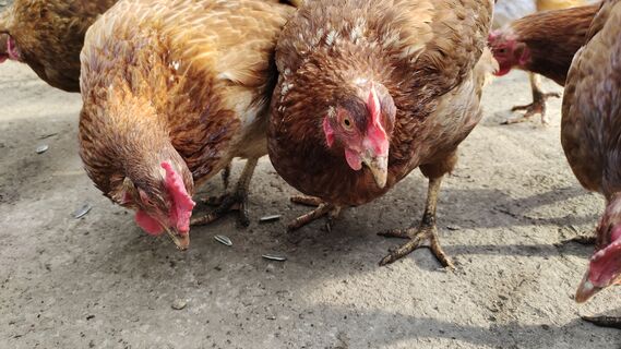 Для повышения яйценоскости несушкам - обязательно: 2 ложки в корм - и яиц тьма-тьмущая, несутся каждый день 