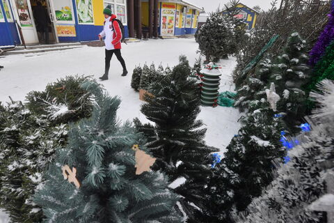 Ёлочный налёт на Приморский район: браконьеры срубили почти сотню елей