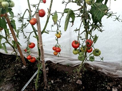 Томаты летом почти не поливаю: два секрета при уходе за рассадой — засуха потом нипочем