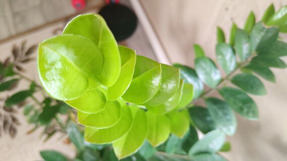 Несколько капель под корень - и замиокулькас пустится в рост: эффект уже на 3 день 