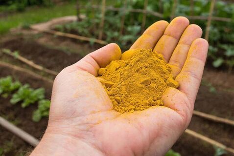 1 порошок с кухни от 1000 дачных "бандитов": От него взвоют слизни, тля, пильщики, гусеницы, трипсы