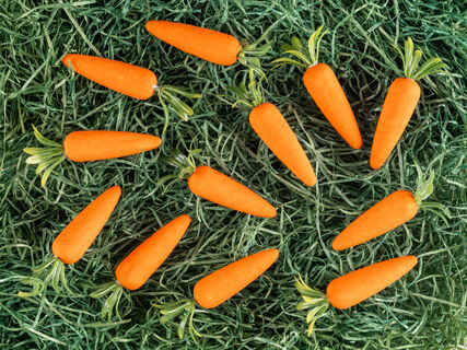 Морковь вырастет толщиной с ногу - сочная и сладкая: 2 простых совета дачнику