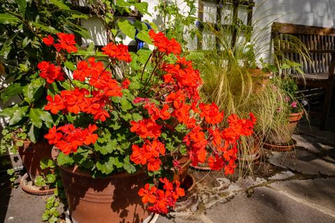 Почему пеларгония пыжится, а не цветет: 5 секретов, которые заставят выдать сразу 4-6 цветоносов