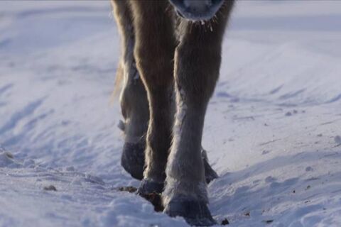 Удаленный поселок в России, куда 400 лет назад ушли потомки новгородцев: как им живется сейчас