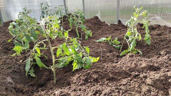 Кладем в лунку 3 ложки "гремучей смеси" – и кусты увешаны помидорами под завязку – урожай бьет все рекорды