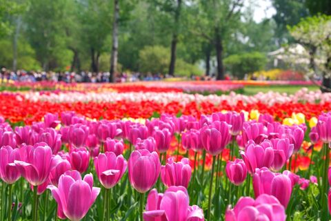 Весенний Санкт-Петербург: фотосессия с тюльпанами — топ-6 мест в городе для эффектных кадров