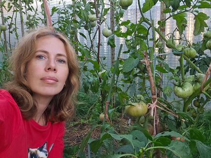 Фитофтора на томатах: что делать, если растения уже заболели – советы агронома Ксении Давыдовой