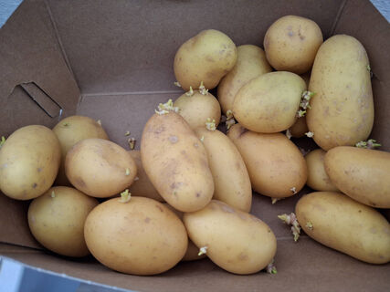 Не сорт, а герой сезона: с куста по 15 клубней, все крупные и ровные – картошка вкуснее мяса