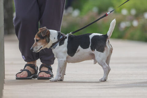 Устойчивый рост: почему меры против собак не работают в Петербурге