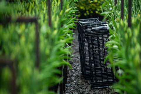 Цветочная революция в «Пушкинском»: 13 тысяч ампелей и роботы