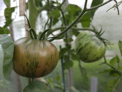 Не сорт, а бриллиант чистой воды: урожайность за гранью разумного, а красив – просто глаз не отвести