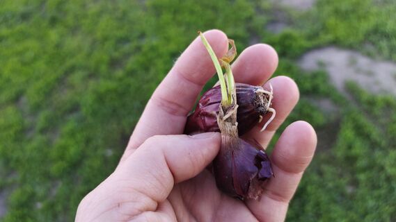 Как подготовить севок к посадке в 2026 году: обработка семян, советы агронома - головки будут с кулак 