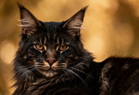 Интересуются только когтеточкой: топ кошек, которые не дерут мебель - всего 4 породы