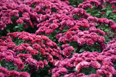 Выбираю 3 цветка для клумбы - бутонизация продлится все лето: краше роз и петуний, а ухода не требуется