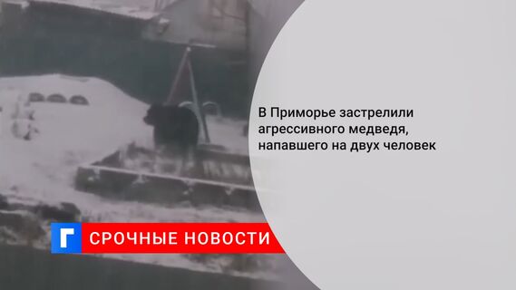 В Приморье застрелили агрессивного медведя, напавшего на двух человек