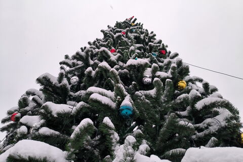 В сердце Петербурга вспыхнула новогодняя ёлка, а по городу разошлись волшебные огоньки праздничных гуляний