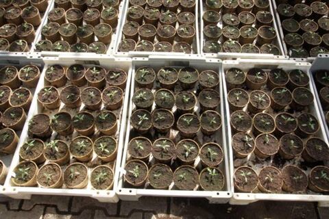 Даже хилая рассада станет жирным крепышом: все секреты пикировки от экспертов – томаты будете собирать ГАЗелями