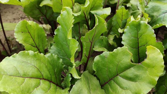 Когда сеять столовую свеклу в 2026 году: точные сроки, Лунный календарь, признаки готовности почвы 