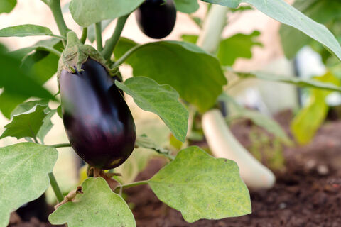 Лунный календарь для посева баклажанов на рассаду в марте 2026 года - подходящих дней мало: залог высокой урожайности