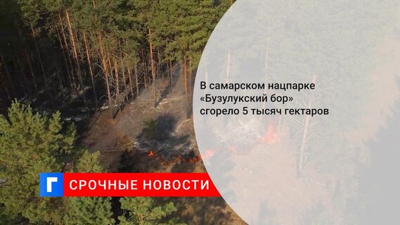 В самарском нацпарке «Бузулукский бор» сгорело 5 тысяч гектаров
