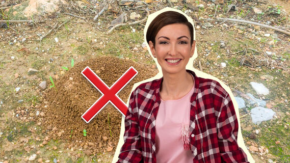 Убегут, и след простынет: как навсегда выгнать муравьев с дачного участка