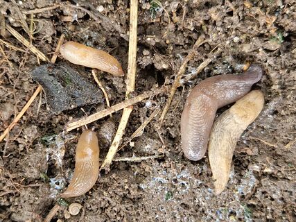 Не средство, а панацея: разместили на участке – и галоп убегающих слизней будет слышен всем соседям