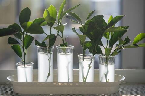 Корни пустит даже старая палка: 3 средства в воду - чудо-укоренитель для черенков готов