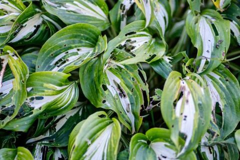 2 пакетика в землю - и слизней как ветром сдуло, не химия, а работает не хуже - средство за 0 рублей