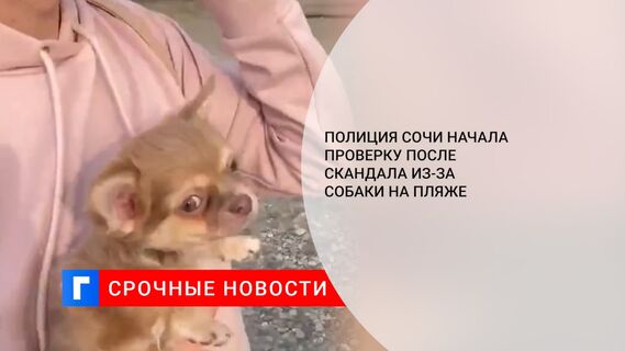 Полиция Сочи начала проверку после скандала из-за собаки на пляже