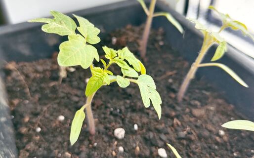 После 12 апреля рассаде - обязательно: 2 ложки в банку - и по листу, томаты станут крепче баобаба 