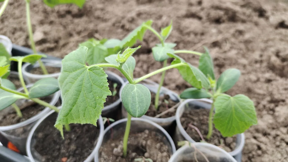 Рассада вытянулась донельзя – дала сеянцам "таежную" подкормку – получила урожай в 2 раза больше