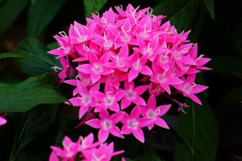 Посадила вместо гортензии - ни дня не пожалела: цветет все лето напролет - соцветия по 15 см в диаметре