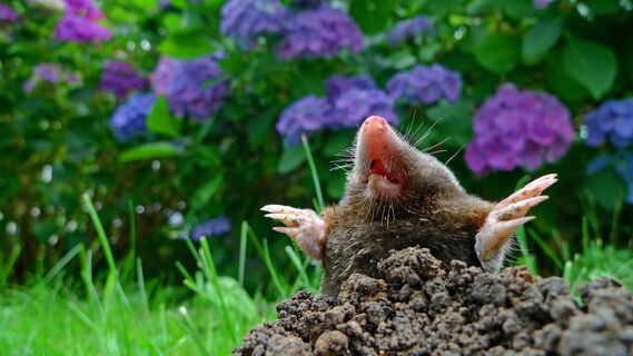 Как выгнать кротов с участка: 2 дешевых трюка – и подземные вредители забудут дорогу к вашим грядкам