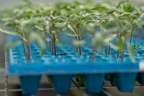 Никакой плесени на рассаде: Вот что даю росткам в апреле, а они потом - урожай