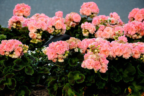 В феврале герань обрезаю под "ноль" – и она прет в рост как угорелая: вся рассыпалась мощными шапками, цветение 10 из 10  