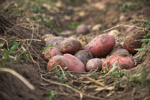 Посадил 4 ведра картофеля - накопал 160: голландская технология выращивания 