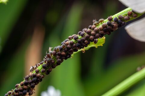 Варю 1 сорняк: Тли на моей даче больше нет - вся падает, откинув лапки