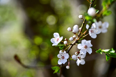 Чем обработать яблони и груши в начале апреля: медным или железным купоросом – агроном дал четкий ответ 