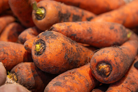 Учимся сеять морковь правильно - корнеплоды один к одному: 3 секрета отменного урожая