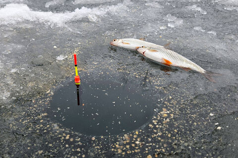 Рыба пойдет косяком: благоприятные дни для рыбалки в апреле по Лунному календарю - улов ведрами