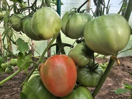 Из 100 сортов сажаю 3 – и снабжаю всю деревню: "валят" гигантскими плодами до самых холодов