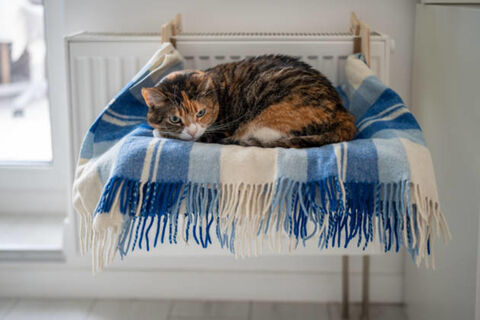 Ухаживаете за котом только вы – а он вас избегает? Сделайте так – и станете его единственным любимчиком