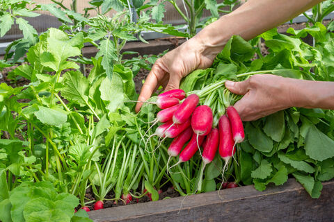 Народные приметы для посева редиса - залог крупного урожая: точность выше, чем от прогноза погоды