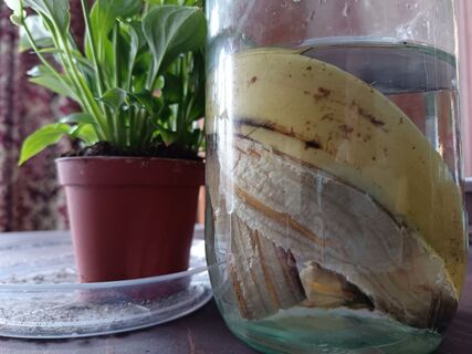 Не мусор, а бесценное удобрение: вносим с 27 марта — орхидеи от радости круглый год цветут