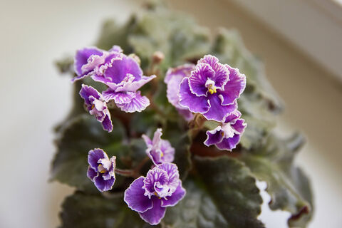 Готовим грунт для фиалки - после такого растение выпустит охапку бутонов: цветение начнется уже в мае