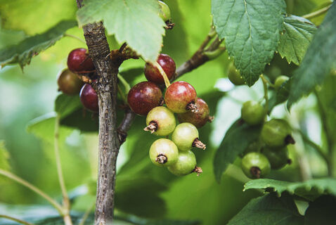 От почкового клеща на смородине - обязательно: обрабатываю кустарник только так - вредитель гибнет в один миг