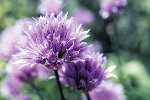 Городовой ру