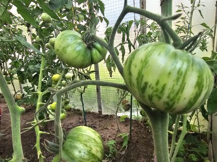 Как определить, нуждаются ли томаты в поливе: агроном рассказал о «методе зубочистки» – осечек не будет